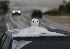Previsão diz que há chance de neve no Brasil neste fim de semana; veja onde
