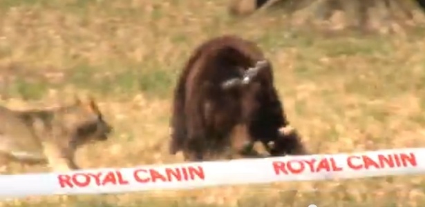Imagem do vídeo que circula na internet e mostra agressões de cães a um urso preso por uma corrente. O UOL optou por não publicar o vídeo na reportagem  - Reprodução