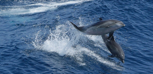 Par de golfinhos salta para fora da água na esteira da rota de navio: docilidade torna animais presas fáceis - Gary Cameron/Reuters