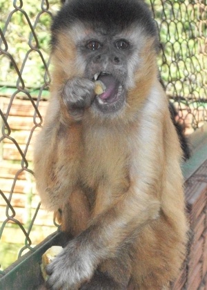Macaco-prego é separado da dona após 37 anos em São Carlos (SP) - Divulgação/Associação de Proteção de Animais Silvestres de Assis