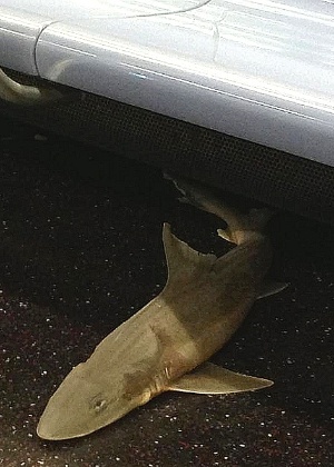 Tubarão encontrado dentro de um dos vagões do metrô de Nova York, na quarta-feira (7) - Mary M./Divulgação