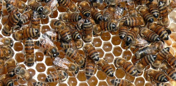O mel e a água são os dois ingredientes básicos do hidromel; na foto, abelhas depositam o mel em favos - Nectar/Divulgação