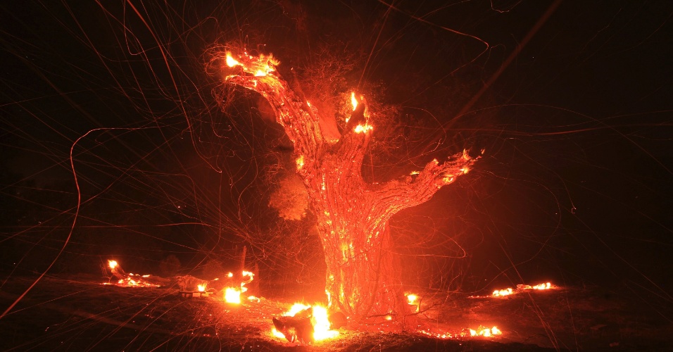 8.ago.2013 - Árvore queima durante incêndio florestal de grandes proporções que atinge área de 5.000 hectares de terra perto de Banning, a 90 km de Los Angeles, na Califórnia (EUA), na madrugada desta quinta-feira (8)