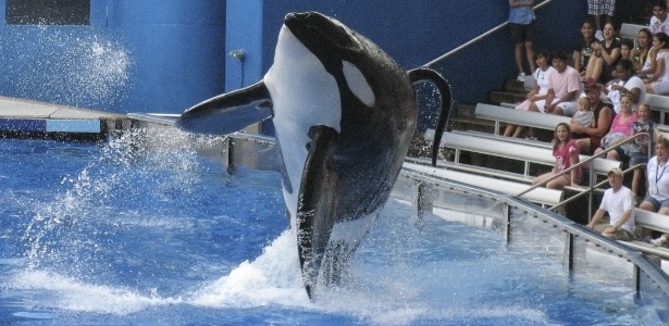 A orca Tilikum pula durante um show do SeaWorld, parque da Flórida, nos EUA - Mathieu Belanger/Reuters