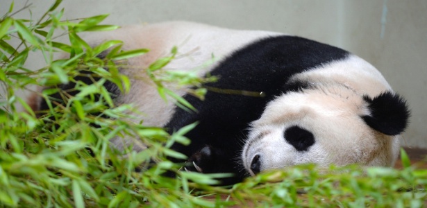 Importada da China, a panda fêmea Tian Tian é vista no zoológico de Edinburgo; após a chegado do animai, acordos comerciais no valor de R$ 9,2 bilhões foram fechados entre os dois países - Russell Cheyne/Reuters