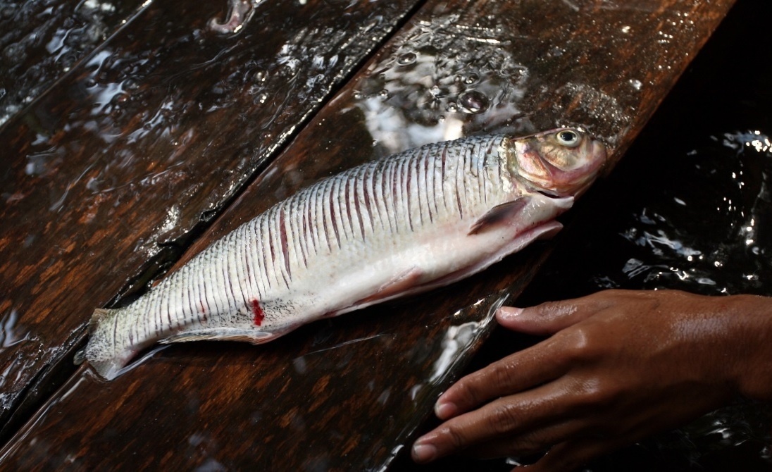 Matrixã Fotos: Conheça peixes da Amazônia e saiba quais têm uso comercial - 13 ...