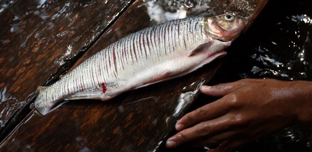 Ribeirinha da Amazônia limpa matrinxã  pescada em rio da região - Rodrigo Baleia/Folhapress