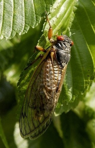 As cigarras são reconhecidas por sua cantoria. Quer saber a razão para a produção de tal som agudo? Confira - Mannie Garcia/Reuters