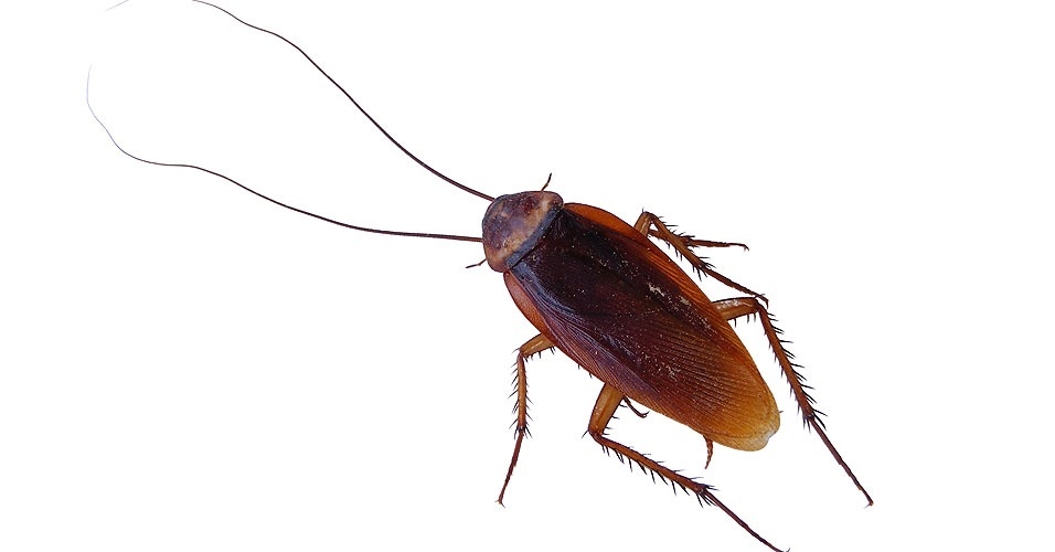 Você sabia que as baratas podem causar alergia? Notícias Saúde Você sabia que as baratas podem causar alergia? Notícias Saúde