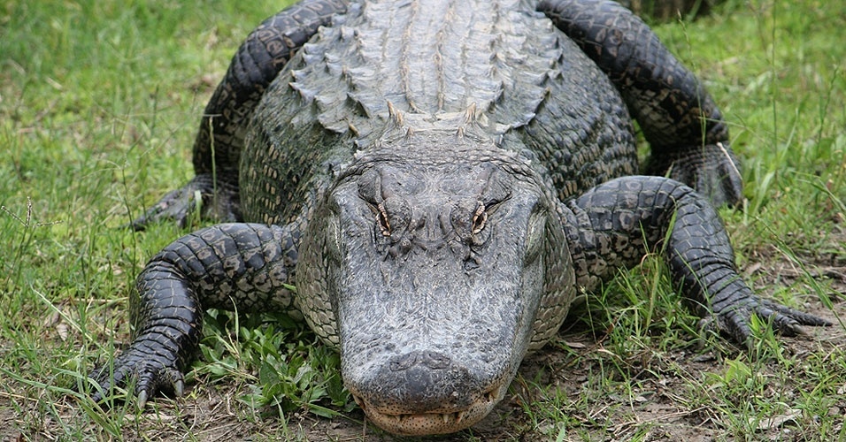 Jacarés, crocodilos e aligatores estão no planeta há milhões de anos e são os seres mais próximos de um dinossauro vivo que nós podemos conhecer. Sabia que eles podem sobreviver até três anos sem comer? - SXC