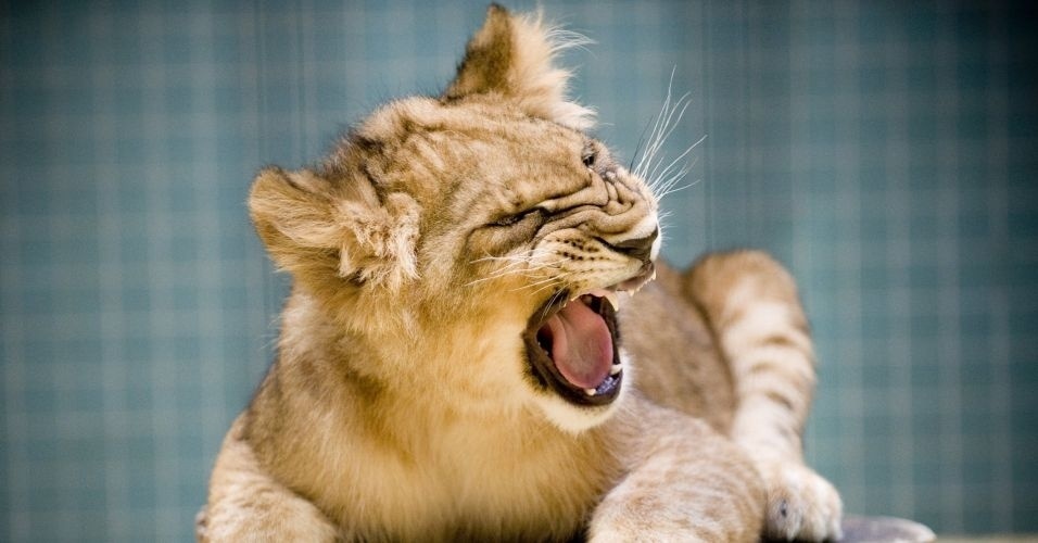Os leões fazem parte da família dos gatos, os felídeos. As formas do leão e do gato doméstico são semelhantes: ambos são esbeltos, dotados de caudas longas, e contam com caninos longos e pontudos, além de garras afiadas e retráteis. O que mais eles têm em comum? - Martin Foerster/AFP