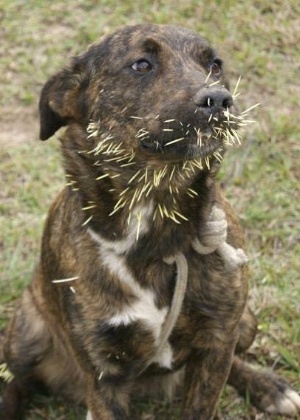 Cão tem cabeça atingida por espinhos de ouriço - Divulgação/Guarda Municipal de Curitiba