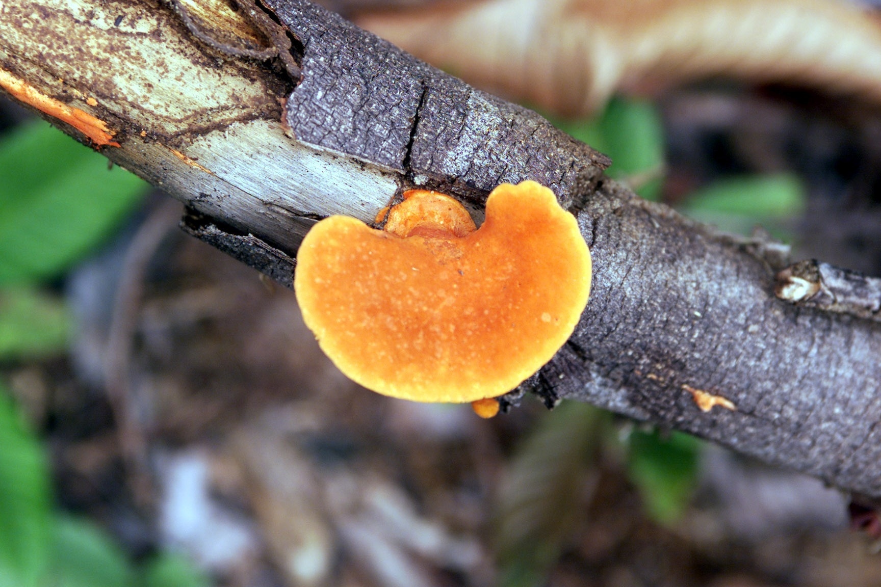 Fungo, biologia - Evelson de Freitas / Folha Imagem