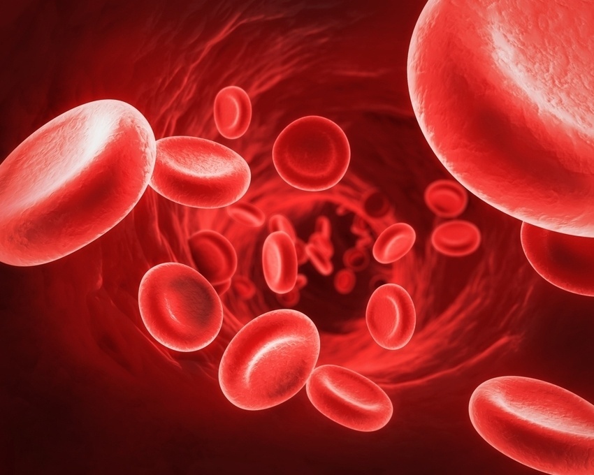 Hemácias, sangue, glóbulos vermelhos - Shutterstock