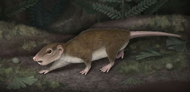 Há 10 milhões de anos, o Acre era habitado por ratos pré-históricos do  tamanho de humanos
