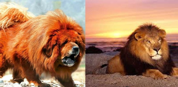 Olhe para a imagem e adivinhe quem é o cão e quem é o leão. Dica: o animal do lado esquerdo late - Reprodução