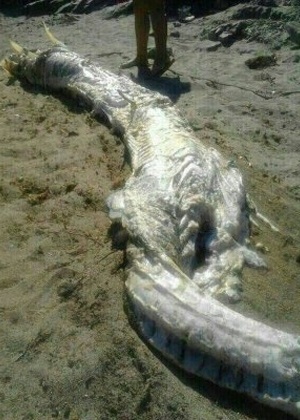 Peixe com chifres e de quase quatro metros de altura é encontrado em praia de Almeria, na Espanha - Reprodução/Ideal.es