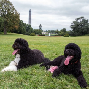 Bo e Sunny brincam na Casa Branca