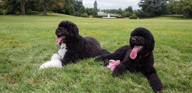 Bo (à esquerda) e Sunny, cães d"água do presidente dos Estados Unidos, Barack Obama, descansam em gramado da Casa Branca, em Washington - Pete Souza/Casa Branca/AFP