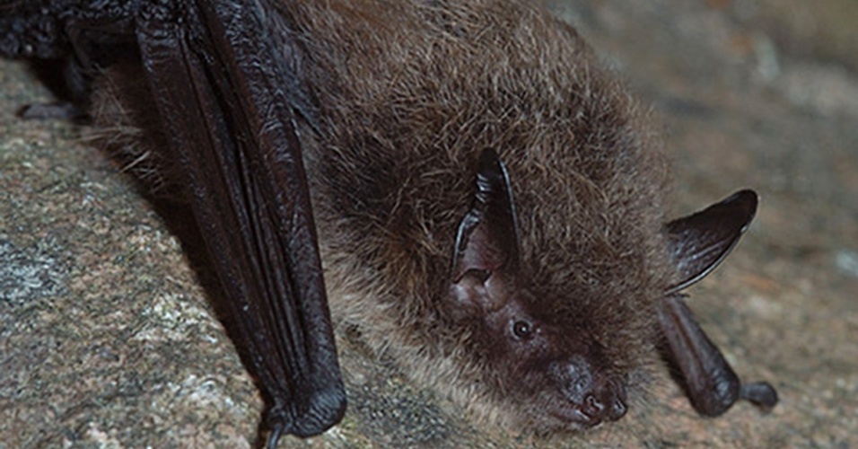 Genética e hibernação são segredos de