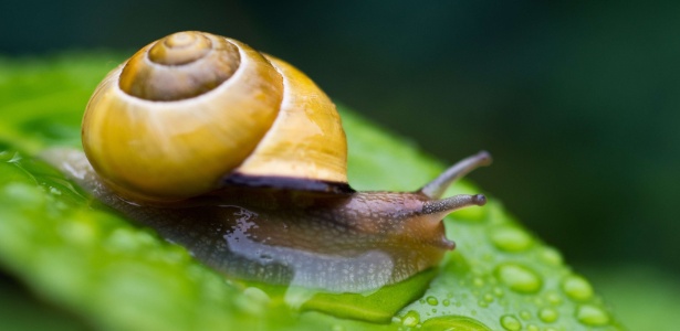 Snail = Caracol - Patrick Pleul/AFP