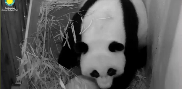 Uma panda gigante deu à luz nesta sexta-feira um filhote no Zoológico Nacional Smithsonian, em Washington, nos Estados Unidos - AFP