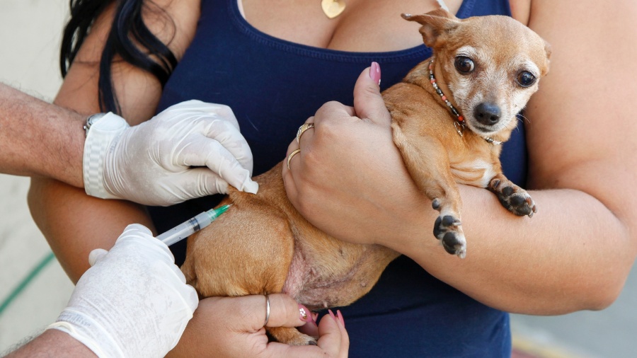 24.ago.13 - Cãozinho fica assustado na hora de tomar a vacina contra a raiva