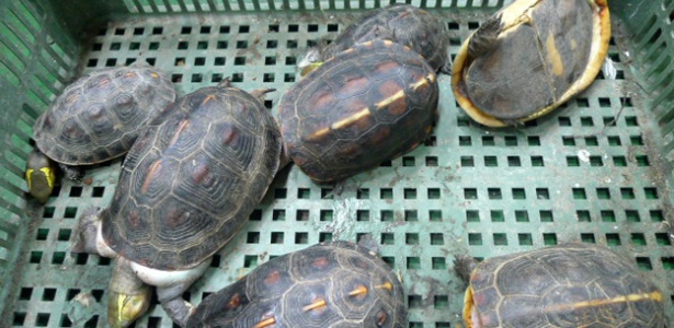 Imagem divulgada pelo governo de Taiwan mostra tartarugas raras contrabandeadas na cidade portuária de Kaoshiung, no sul do país - Taiwan Forestry Bureau/AFP