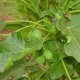 27.ago.2013 - planta de pinhão-manso - O pinhão-manso (foto), árvore de pequeno porte resistente ao clima seco, é melhor do que a soja como biodiesel, garante pesquisa da Embrapa (Empresa Brasileira de Pesquisa Agropecuária). A óleo da planta rende 2.000 kg por hectare, mais que o triplo da soja, com 560 kg por hectare. Já o dendê baiano, outra oleoginosa brasileira, rende 23 vezes mais, com até 5.000 kg por hectare - Reprodução/pinhaomanso.com.br