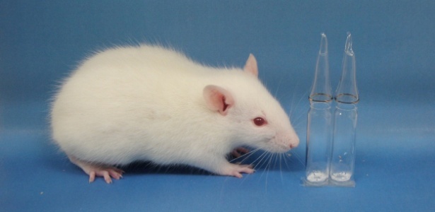 Ratos dominam as pesquisas, mas acredita-se que só 1 em cada 10 tenha sucesso em humanos - Kyoto University/Takehito Kaneko/AFP