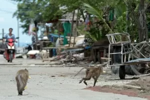 Cidade japonesa caça macaco selvagem após série de ataques