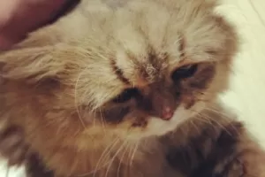 Fotos Nas redes sociais gato com cara de triste atrai milhares