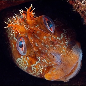 Peixe com cara de nojo é eleito o animal mais feio do mundo