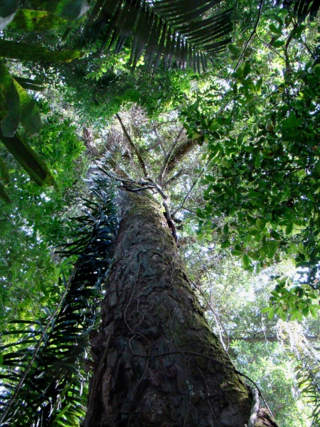 A Amazônia, considerada a maior reserva natural do planeta - Nelson Yoneda/Arpa