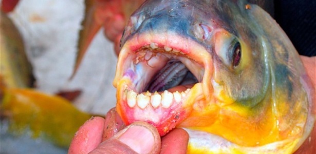 Pacu, conhecido como devorador de testículos