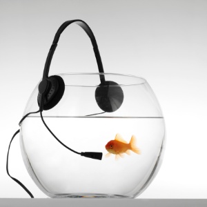 Pesquisadores do Japão comprovaram que os peixes dourados podem não só ouvir música, mas também diferenciar Bach de Stravinsky - Getty Images/iStockphoto