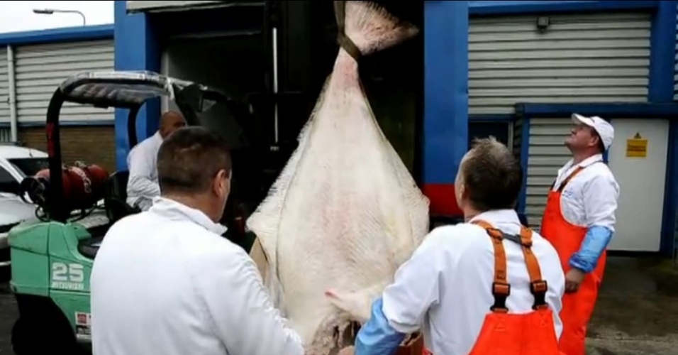 11.set.2013 - Um peixe linguado de 150 anos e que pesa 196 kg foi pescado na costa da Noruega. O peixe gigante pesa 20 vezes mais do que a média da espécie e poderia alimentar mais de 500 pessoas. Ele foi enviado para Hull, em Yorkshire (Inglaterra)