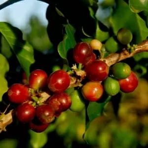 Brasil é o maior produtor mundial e o segundo maior consumidor de café —  Ministério da Agricultura e Pecuária