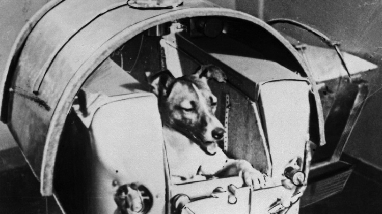 Laika: conheça a história da vira-lata que virou 'astronauta' e ícone