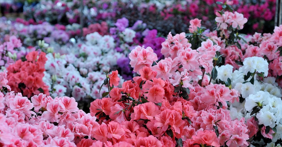 Flores colorem chegada da primavera - Fotos - UOL Notícias
