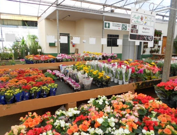 Clique e veja flores de pequenos produtores Fotos UOL Economia