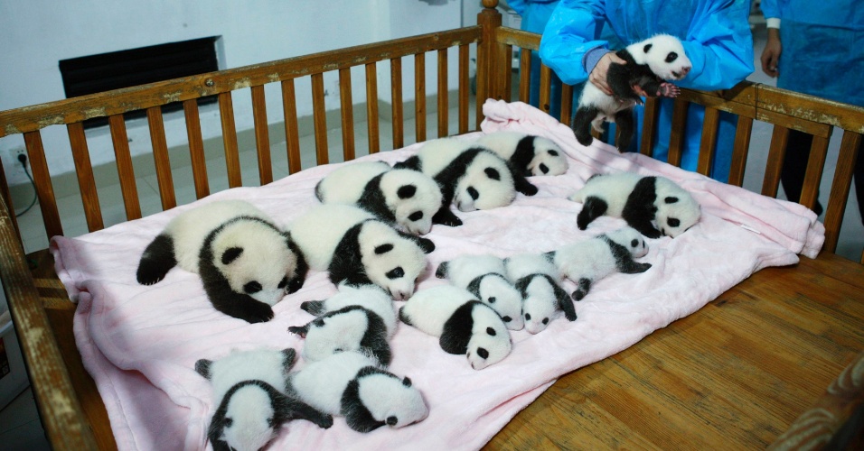 23.set.2013 - Criadores de panda colocam filhotes em berço na base de pesquisa de Chengdu, na China