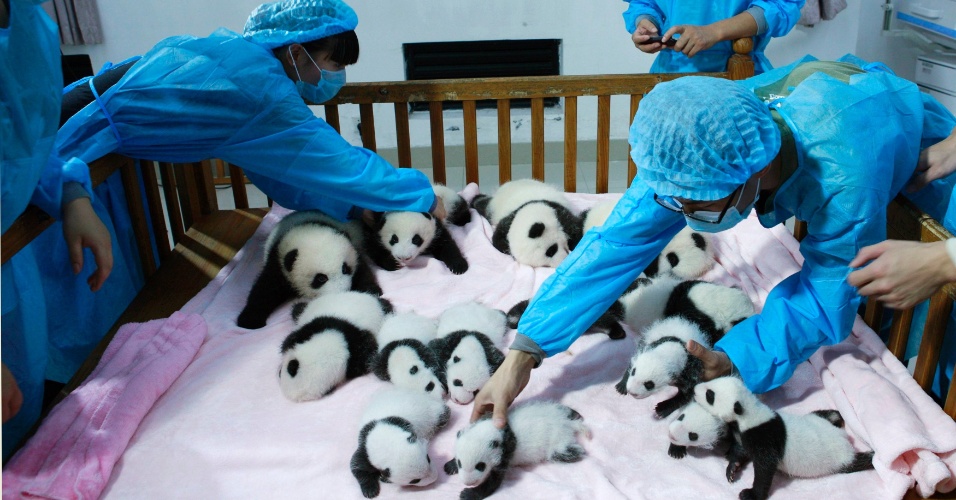 23.set.2013 - Criadores de panda colocam filhotes em berço na base de pesquisa de Chengdu, na China