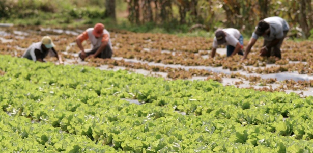 83% dos brasileiros acham que menos agrotóxicos deveriam ser utilizados; 91% querem mais orgânicos - Renato Stockler/Folhapress