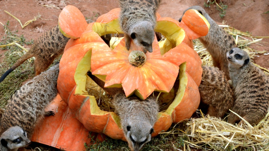 Suricatos brincam em abóbora esculpida para o halloween cheia de vermes e palha, no zoológico de Leipzig, leste da Alemanha