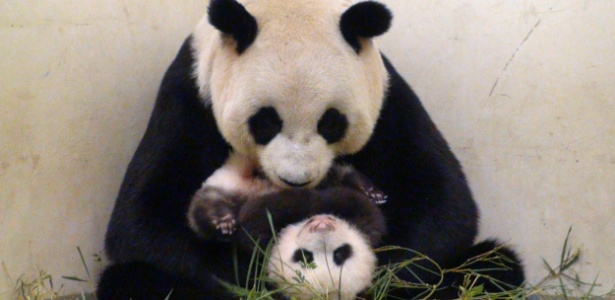 Após sucesso do polvo Paul em 2010, chineses usarão ursos panda como 'videntes' na Copa