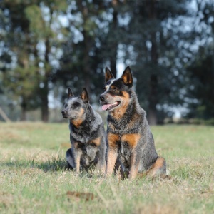 o cachorro do vizinho, um cachorro da raça fila boia