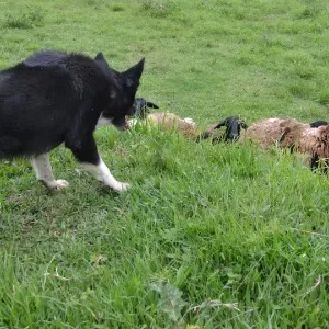 Cães de pastoreio - As raças com instinto de cão pastor