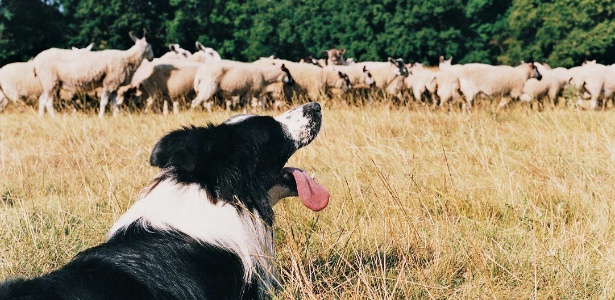 Cães de pastoreio - As raças com instinto de cão pastor