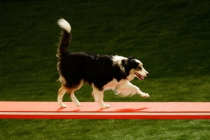 Border collie mais caro do mundo é vendido por R$ 107 mil - Época Negócios